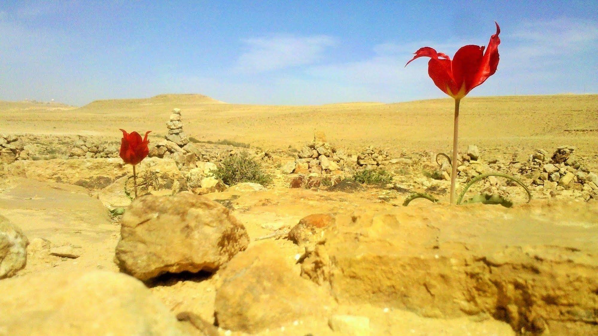 Silent Arrow Ξενοδοχείο Mitzpe Ramon Εξωτερικό φωτογραφία